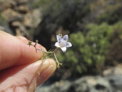 Wahlenbergia decipiens