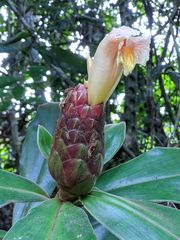 Costus acreanus