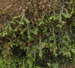 Porella pinnata