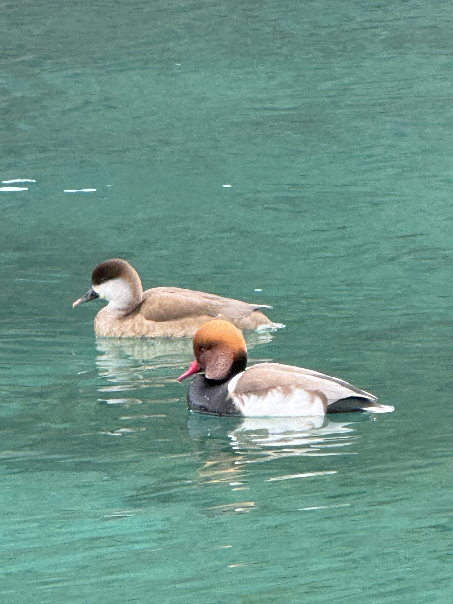 Red-crested Pochard