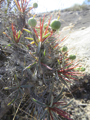 Euphorbia loricata