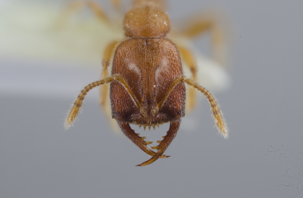Stigmatomma crypticum