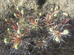 Euphorbia loricata