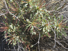 Euphorbia loricata