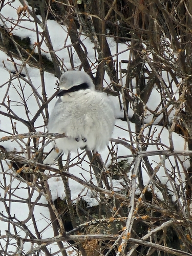 Northern Shrike (Lanius borealis), photo 3