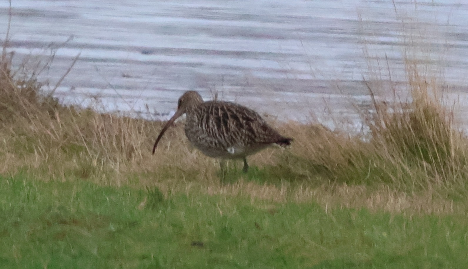 Eurasian Curlew (Numenius arquata), photo 3