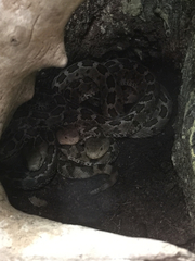 Crotalus ravus