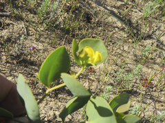 Rafnia amplexicaulis