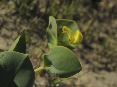 Rafnia amplexicaulis