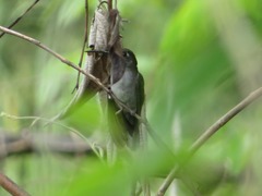 Campylopterus largipennis
