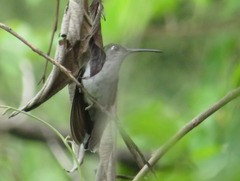 Campylopterus largipennis