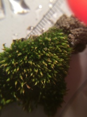 Tortula protobryoides