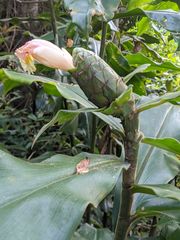 Costus acreanus