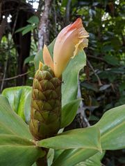 Costus acreanus
