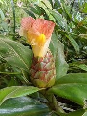 Costus acreanus