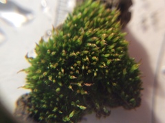 Tortula protobryoides