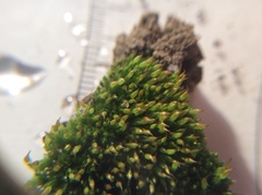 Tortula protobryoides