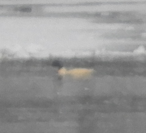 Common Merganser (Mergus merganser), photo 5