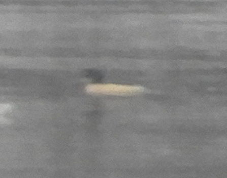 Common Merganser (Mergus merganser), photo 6