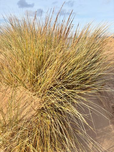 Calamagrostis arenaria, photograph 5