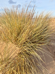 Calamagrostis arenaria, photograph Kian Hayles-Cotton, CC0, iNaturalist via GBIF