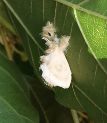 Dalcerides sofia