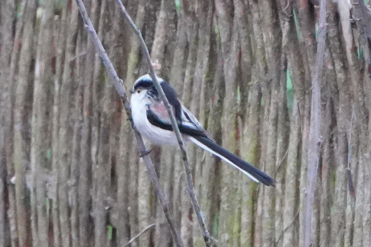 Long-tailed Tit (Aegithalos caudatus), photo 3