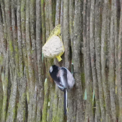 Long-tailed Tit (Aegithalos caudatus), photo 4