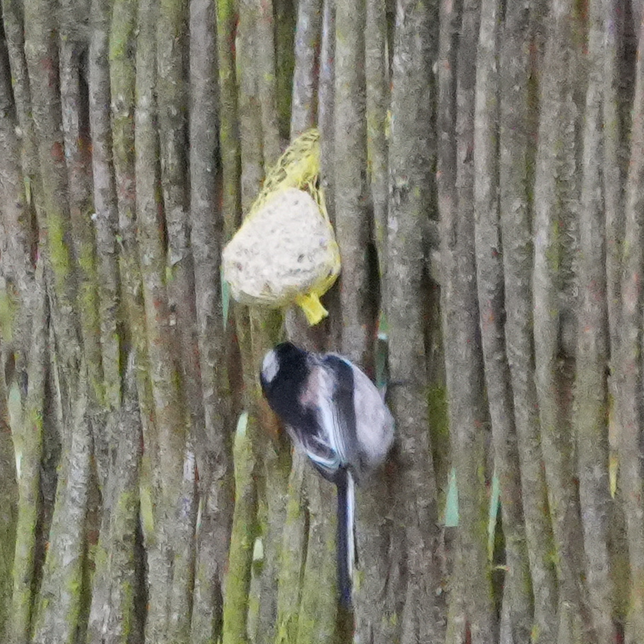 Long-tailed Tit (Aegithalos caudatus), photo 4