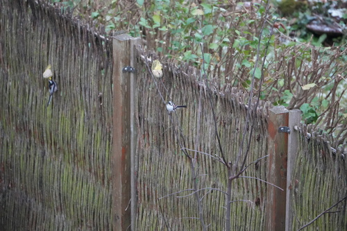 Long-tailed Tit (Aegithalos caudatus), photo 10