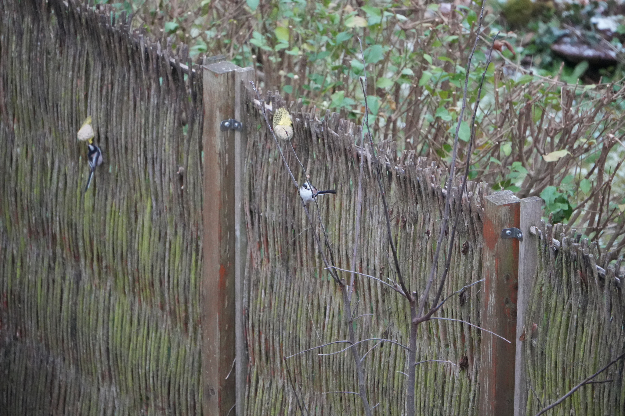 Long-tailed Tit (Aegithalos caudatus), photo 10