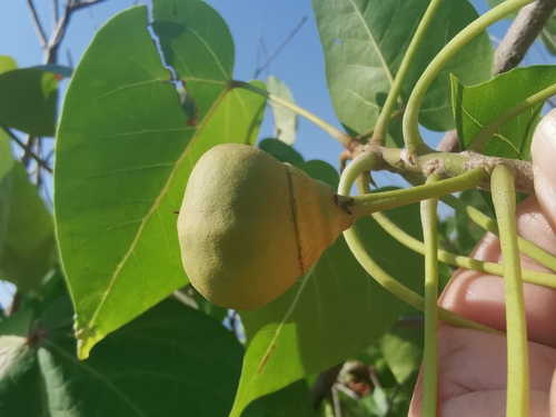 Otra foto de Portia tree