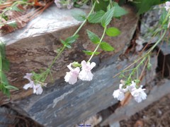 Nemesia caerulea