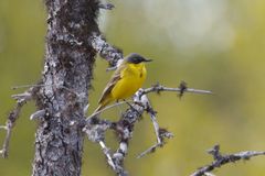 Motacilla flava thunbergi