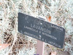 Lavandula × intermedia