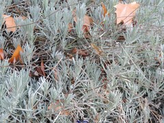 Lavandula × intermedia