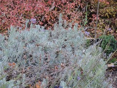 Lavandula × intermedia