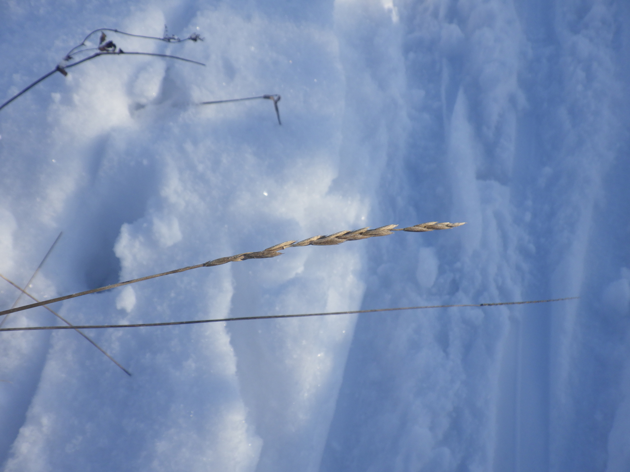 Imagem de Elymus repens
