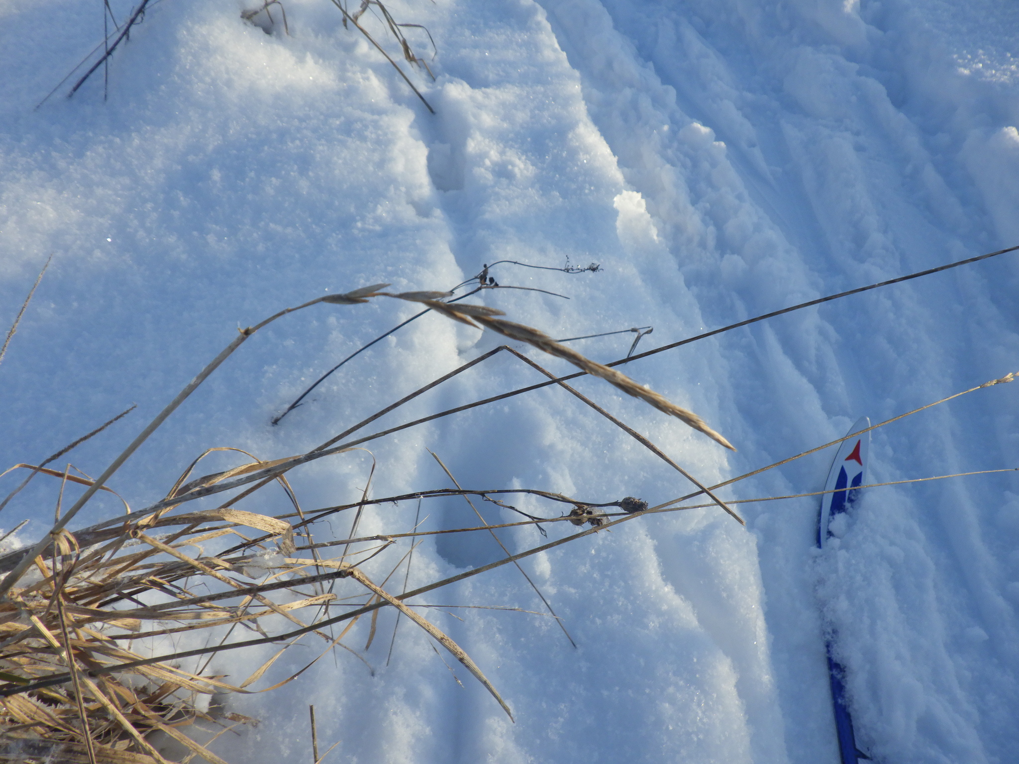 Imagem de Elymus repens
