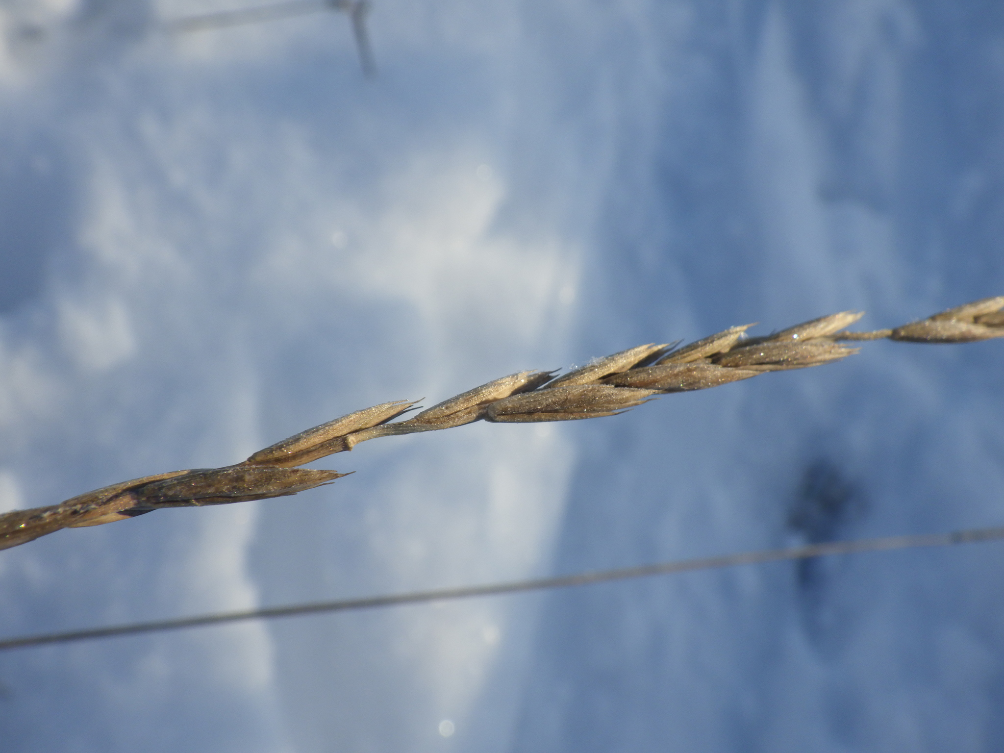 Imagem de Elymus repens