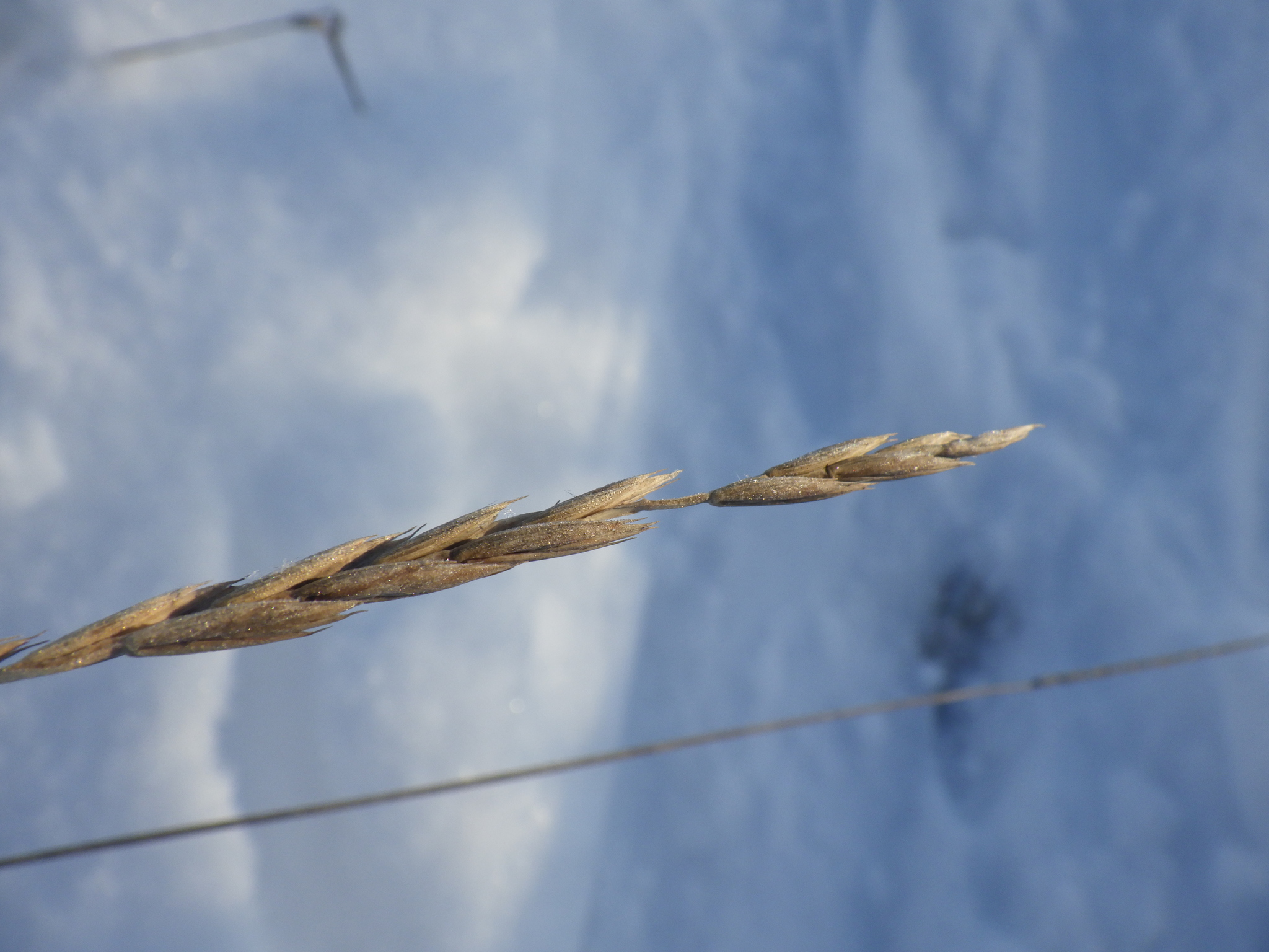 Imagem de Elymus repens