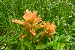 Castilleja miniata fulva