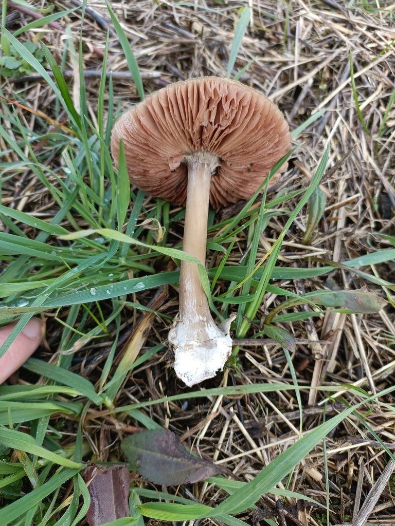 Volvopluteus gloiocephalus · December 2025 · photo: © tobia_marini (iNaturalist, cc0)