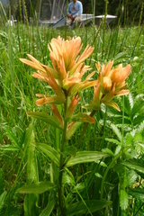 Castilleja miniata fulva