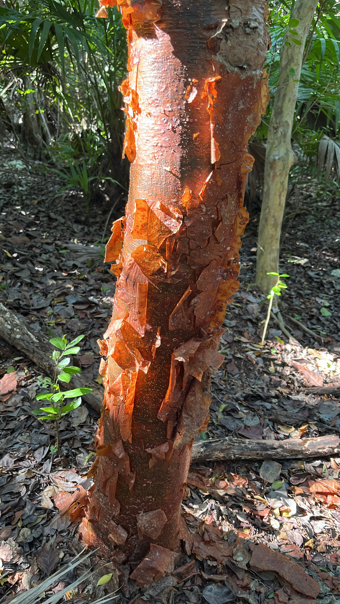 Imagem de pau-mulato