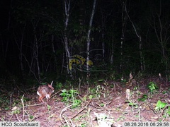 Sylvilagus cunicularius