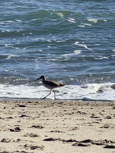 Willet (Tringa semipalmata), photo 4