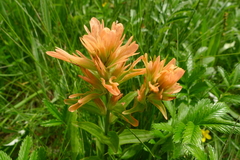 Castilleja miniata fulva