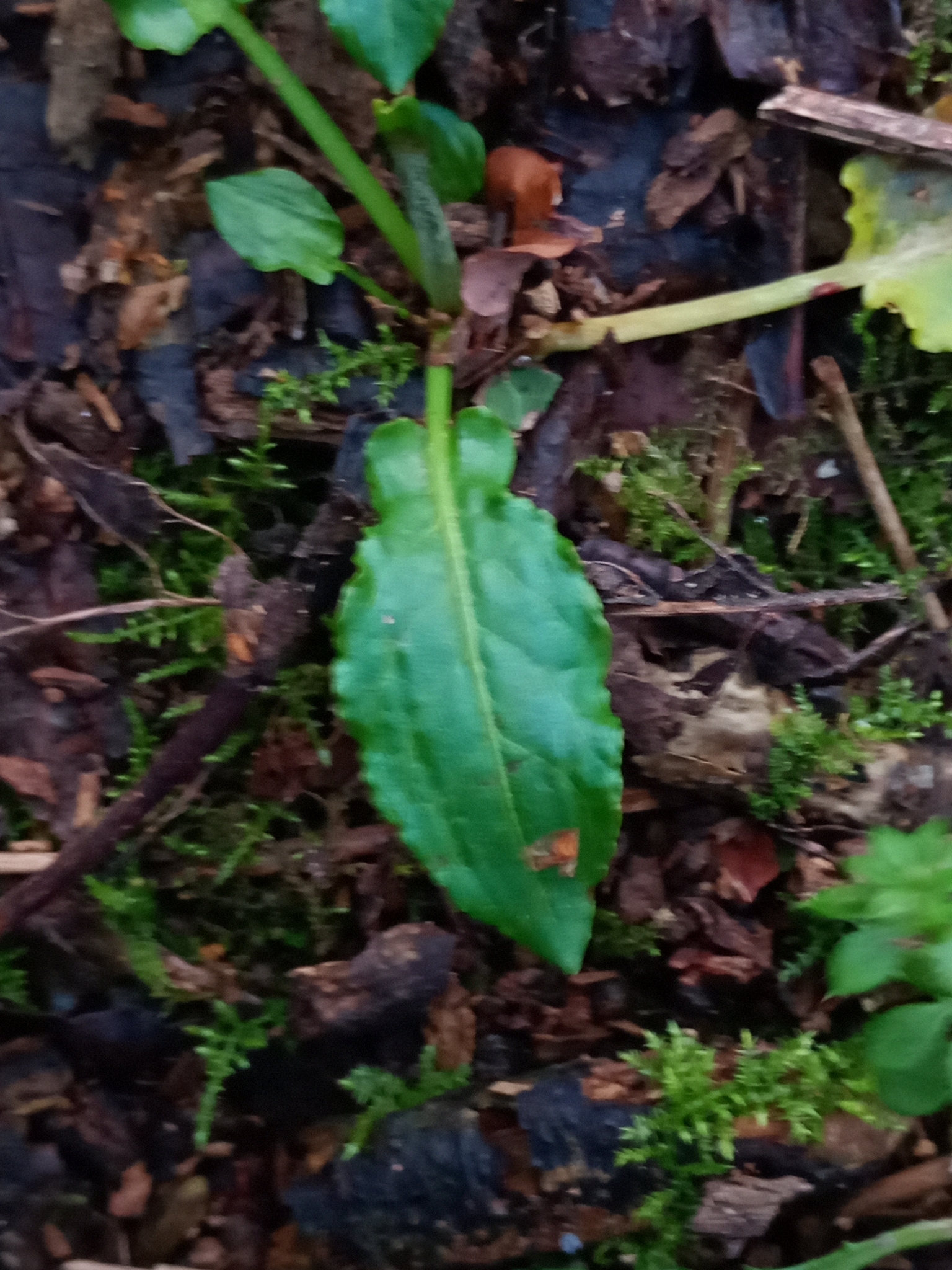 Photo by Charles Davis via iNaturalist (Copyright Charles Davis)