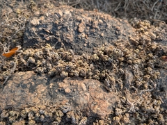 (c) Ravuri Krishna Chaitanya, some rights reserved (CC BY) Selaginella bryopteris, photograph (c) Ravuri Krishna Chaitanya, some rights reserved (CC BY)